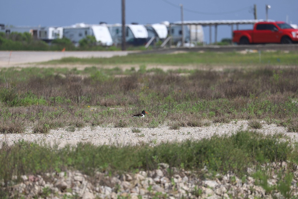 American Oystercatcher - Zach L