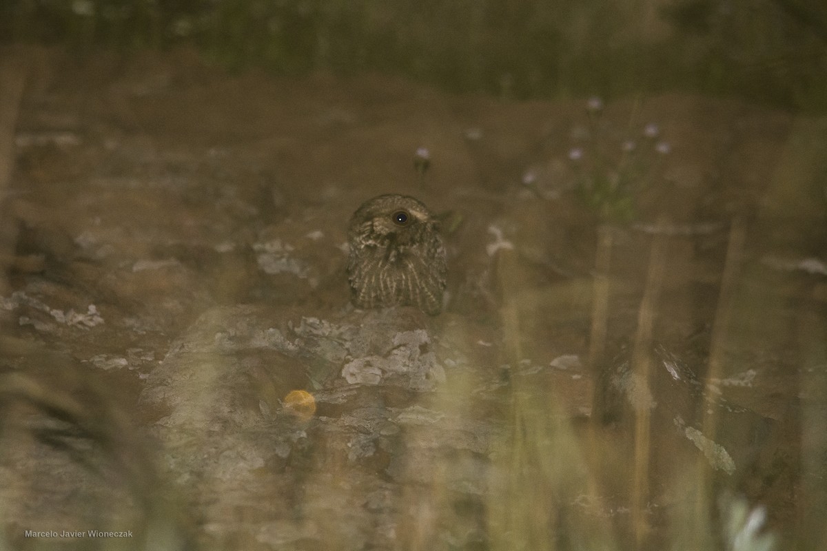 Sickle-winged Nightjar - ML610124595