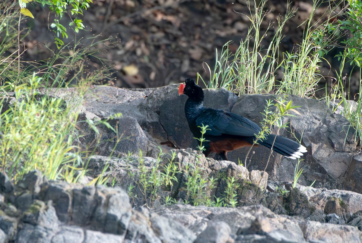 Razor-billed Curassow - David Tripp Jr