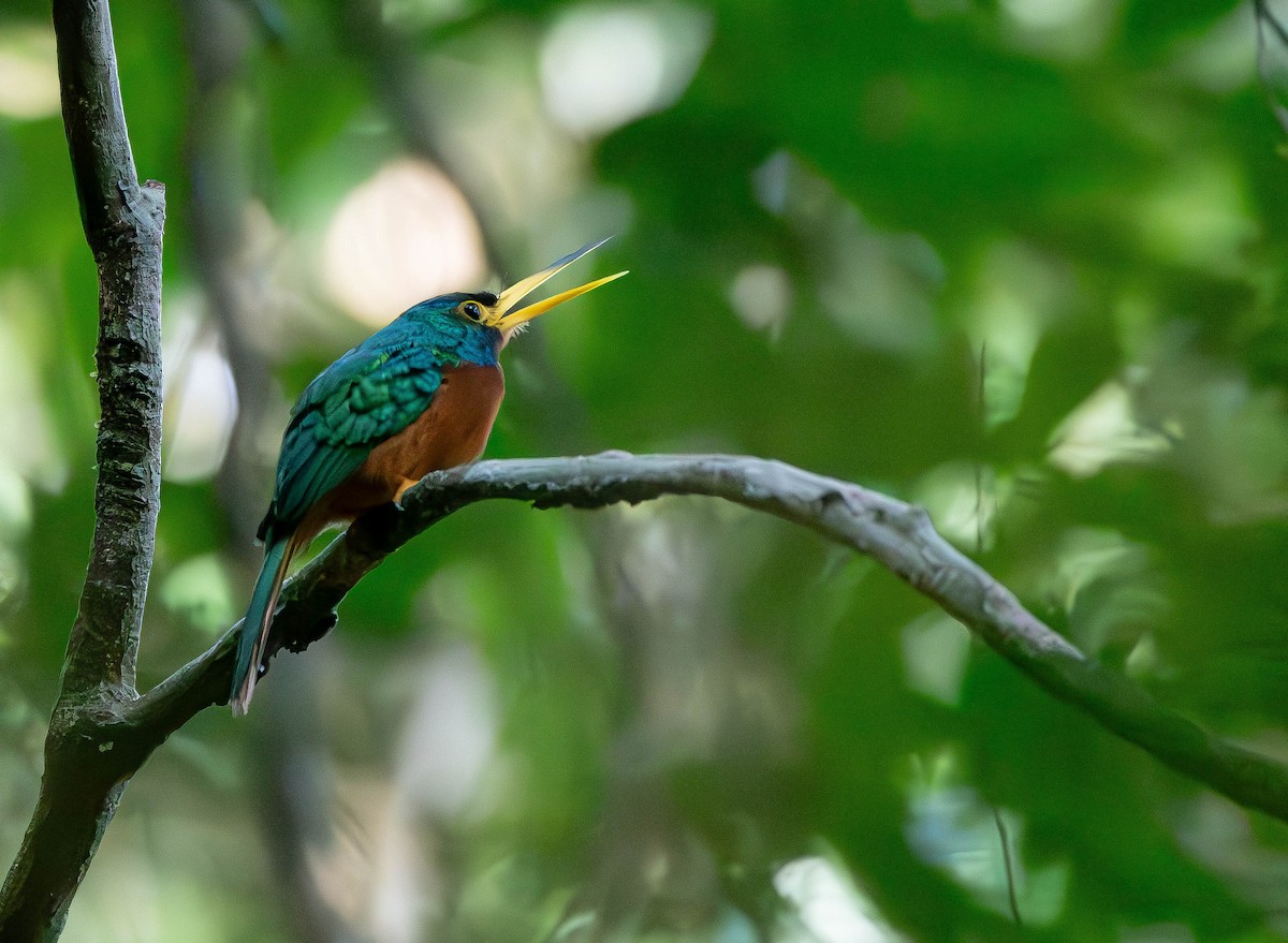 Blue-cheeked Jacamar - David Tripp Jr