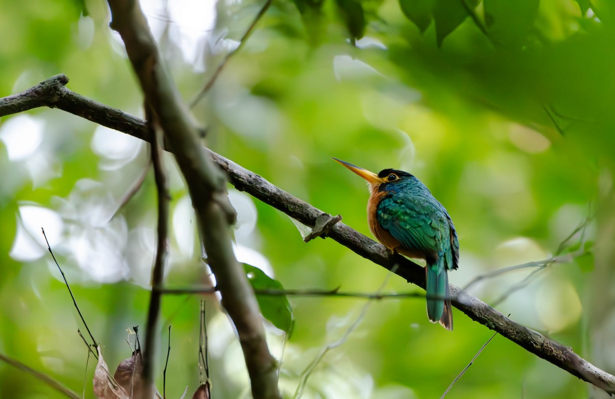 Blue-cheeked Jacamar - David Tripp Jr