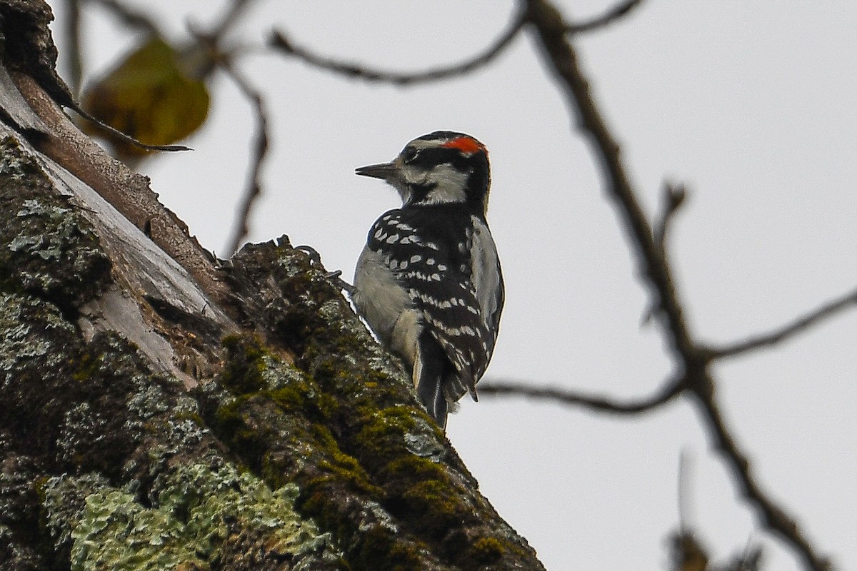 Hairy Woodpecker (Eastern) - ML610124876