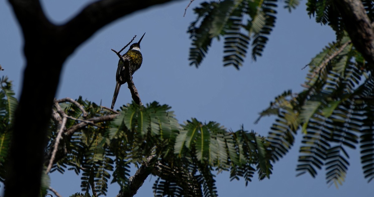 Jacamar à ventre blanc - ML610124888