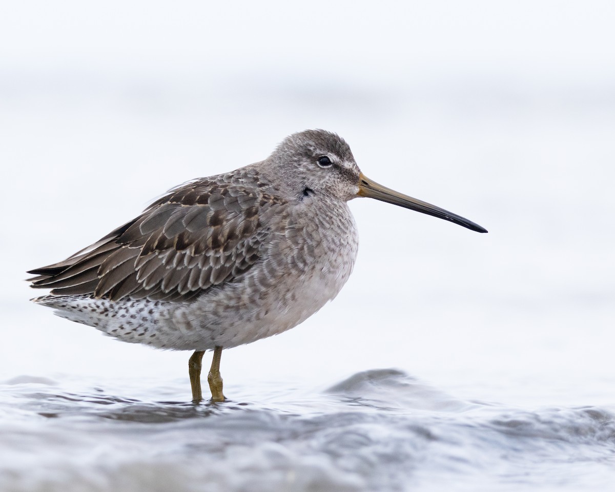 Long-billed Dowitcher - ML610124919