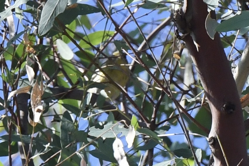 Blackpoll Warbler - ML610124926