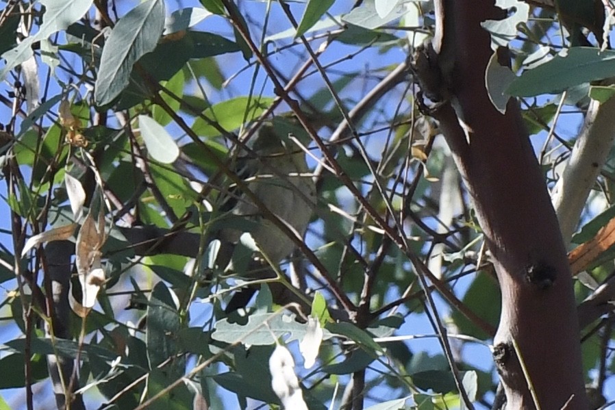 Blackpoll Warbler - Loren Wright