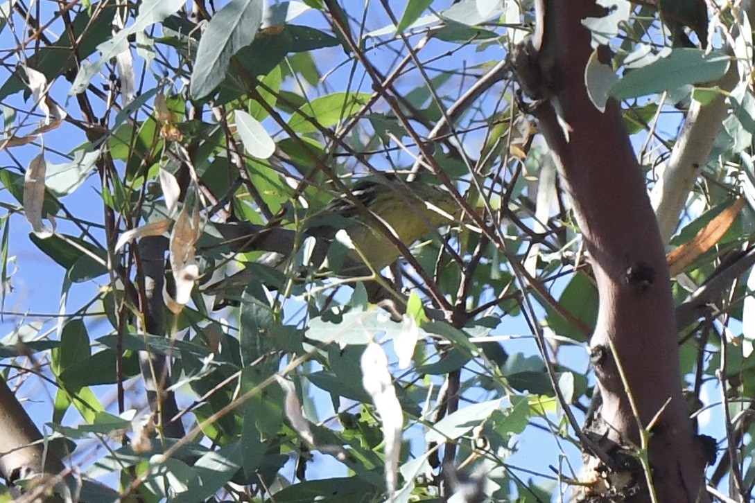 Blackpoll Warbler - ML610124942