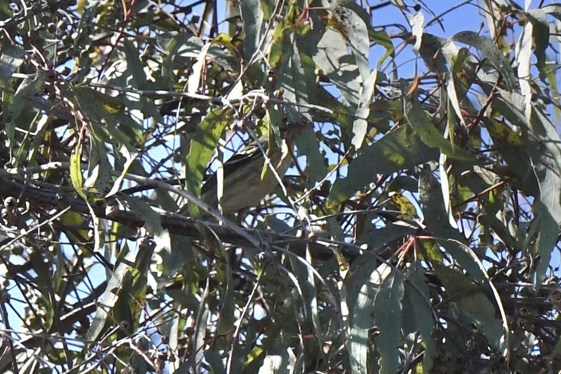 Blackpoll Warbler - Loren Wright