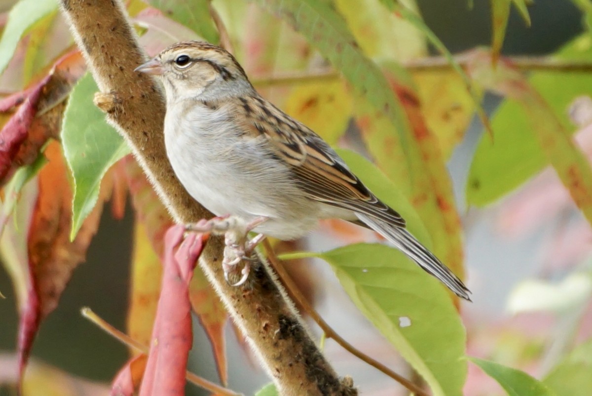 Chipping Sparrow - ML610124954