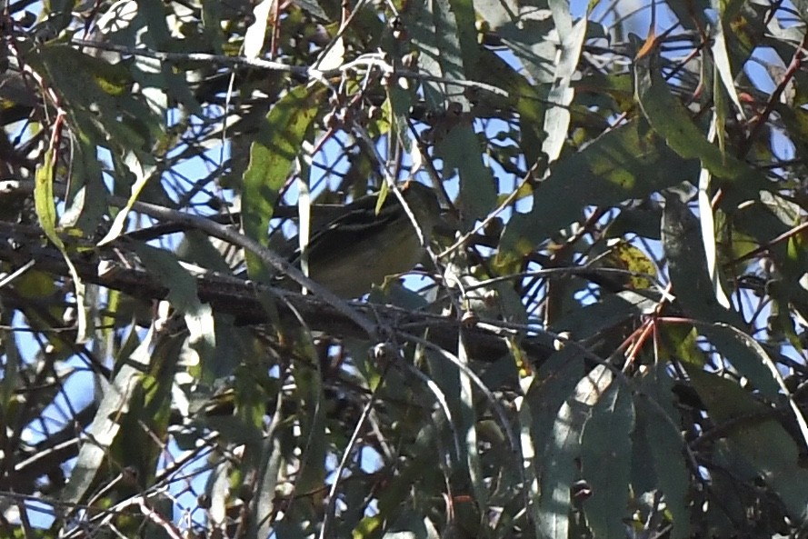 Blackpoll Warbler - ML610124965