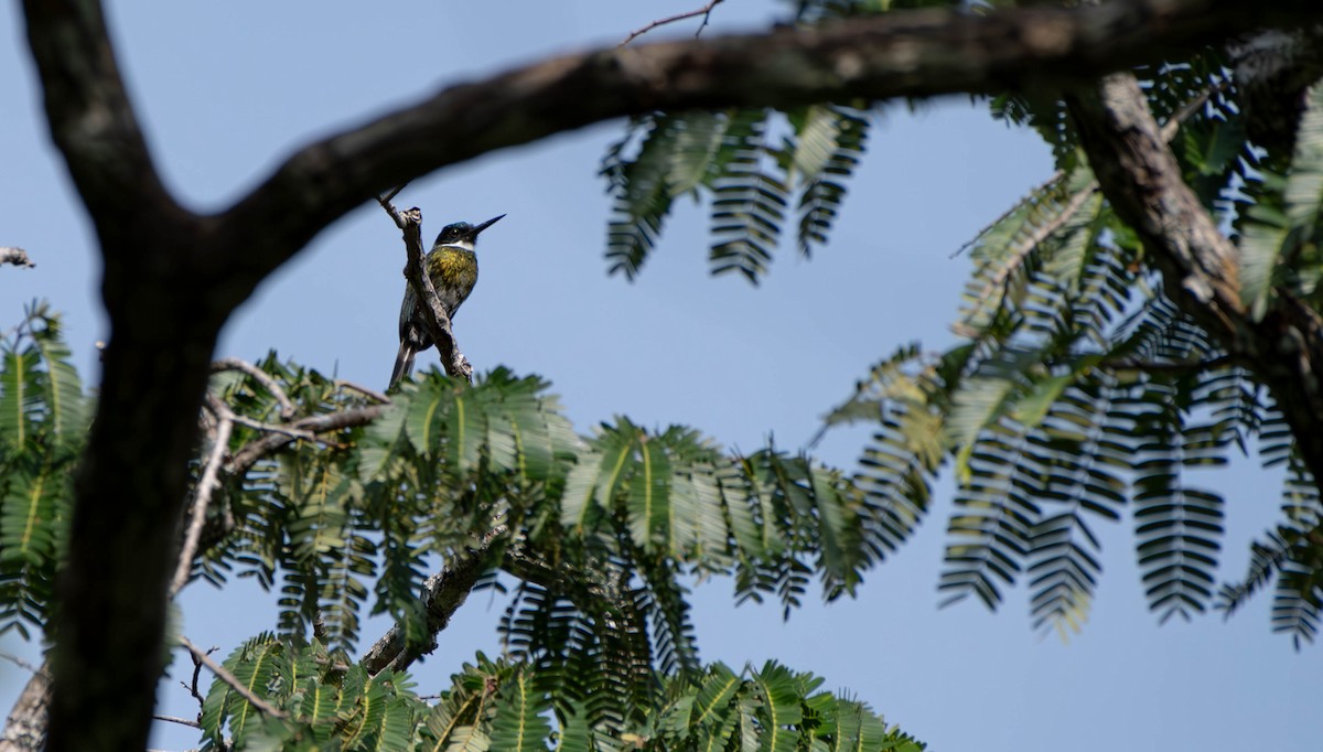 Bronzy Jacamar - David Tripp Jr