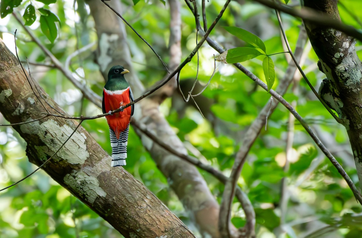 Collared Trogon - David Tripp Jr