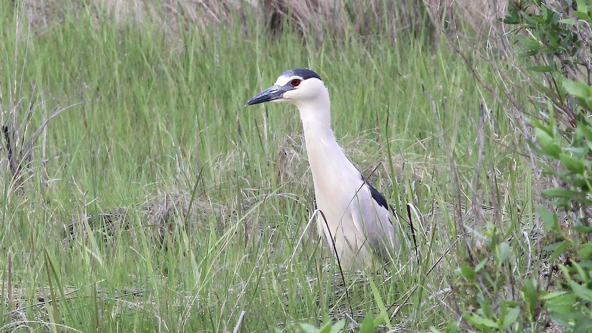 Black-crowned Night Heron - Sandra Wright