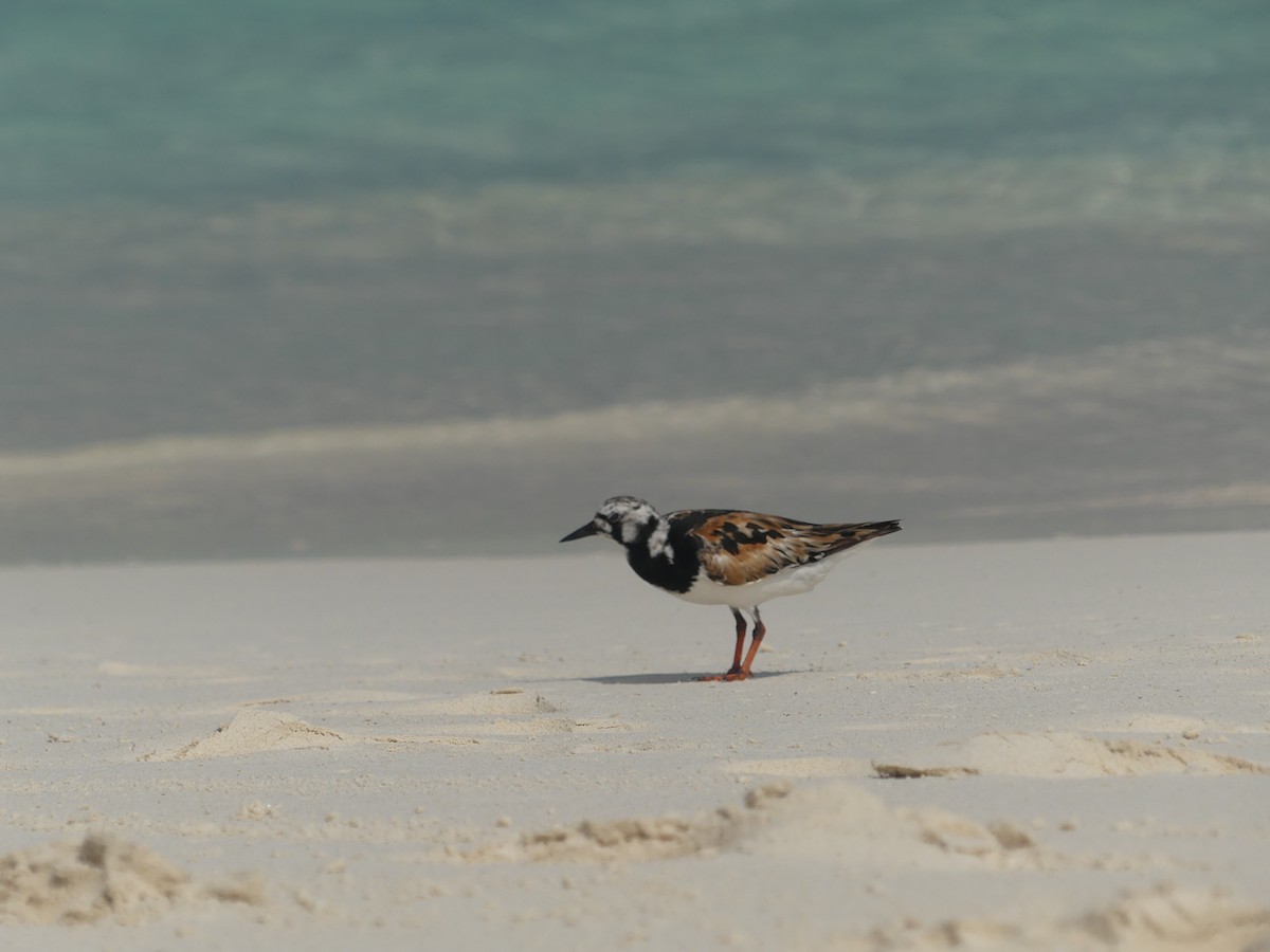 Ruddy Turnstone - ML610125127