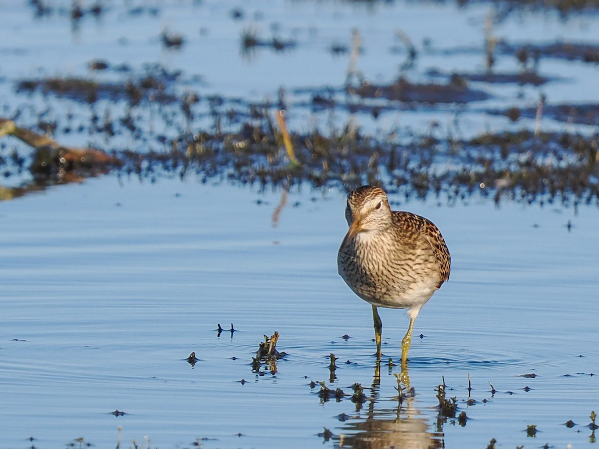 Pectoral Sandpiper - Scott Tuthill