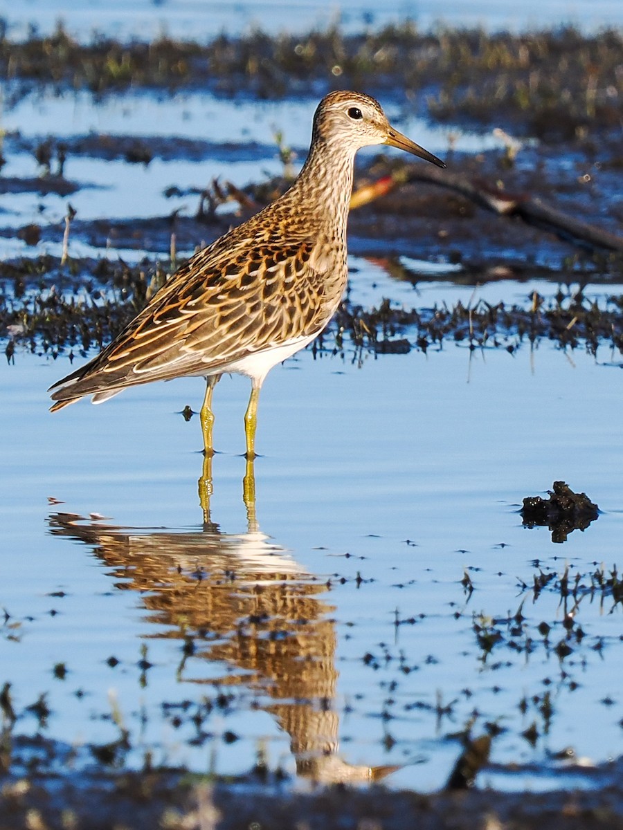 Pectoral Sandpiper - Scott Tuthill