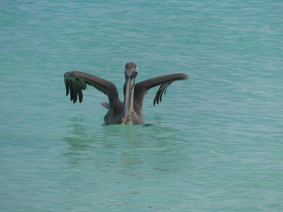 Brown Pelican - ML610125133