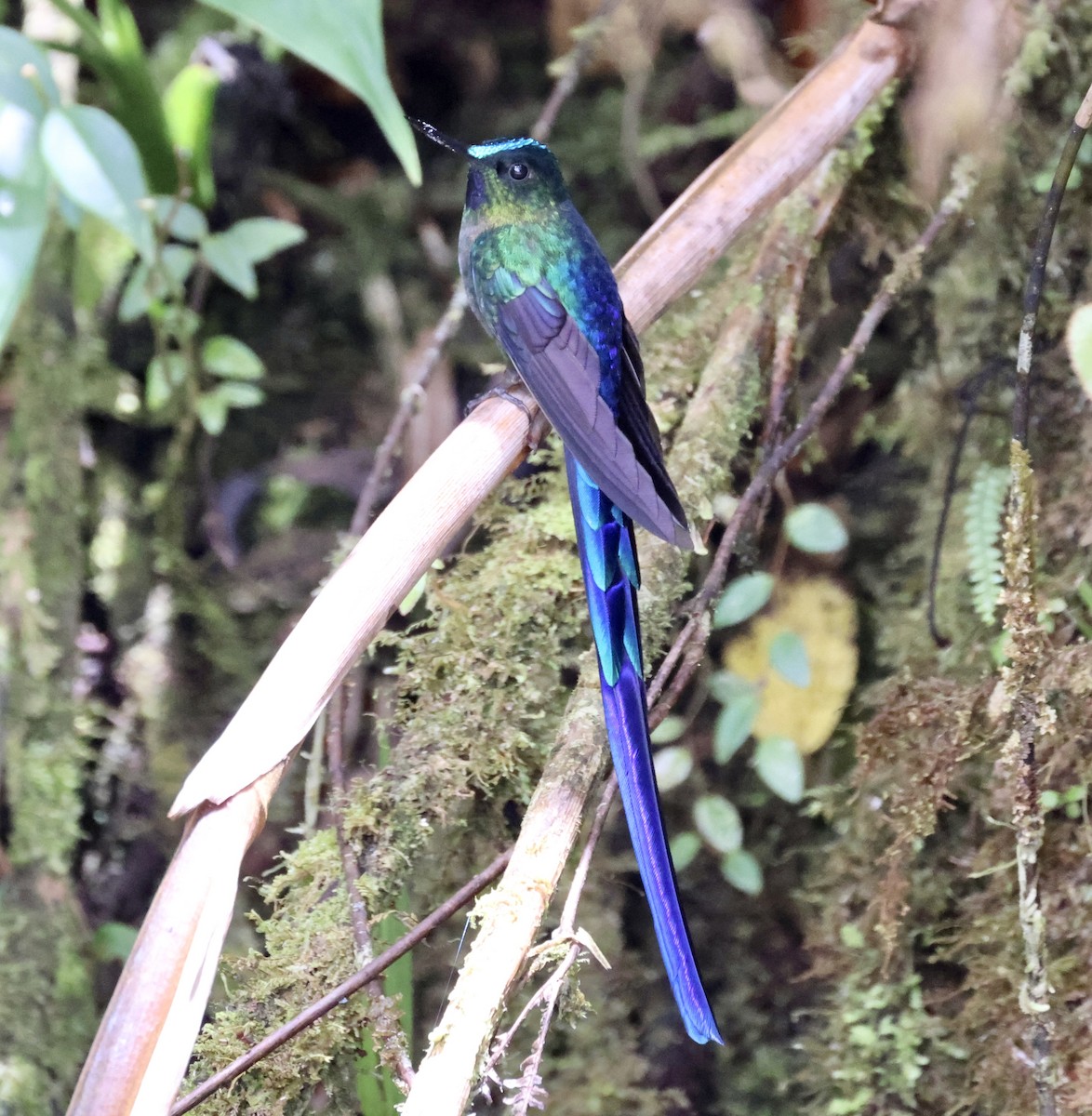 Violet-tailed Sylph - ML610125143