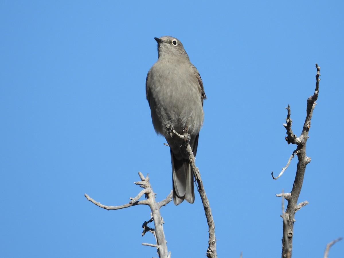 Townsend's Solitaire - Jeff Percell