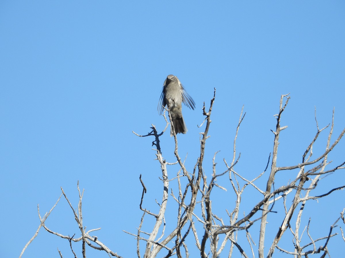 Townsend's Solitaire - Jeff Percell