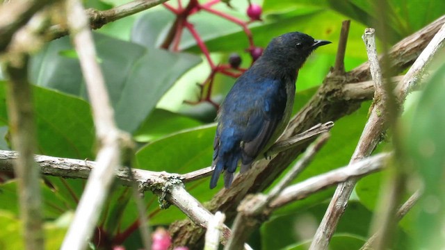 Black-sided Flowerpecker - ML610125153