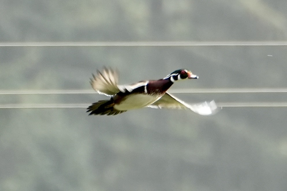 Wood Duck - ML610125170