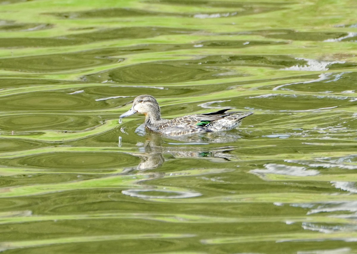 Green-winged Teal - ML610125220