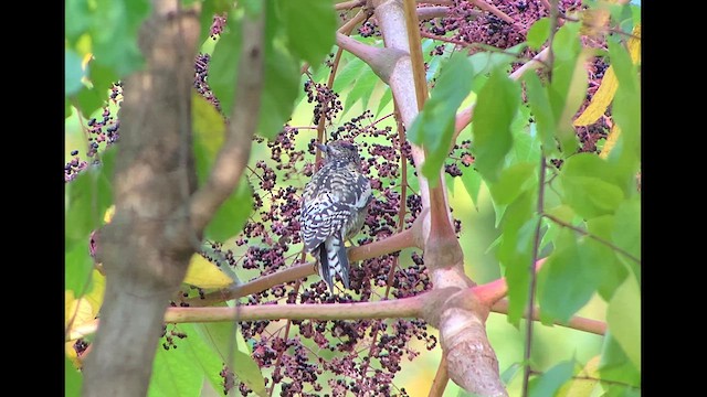 Yellow-bellied Sapsucker - ML610125246