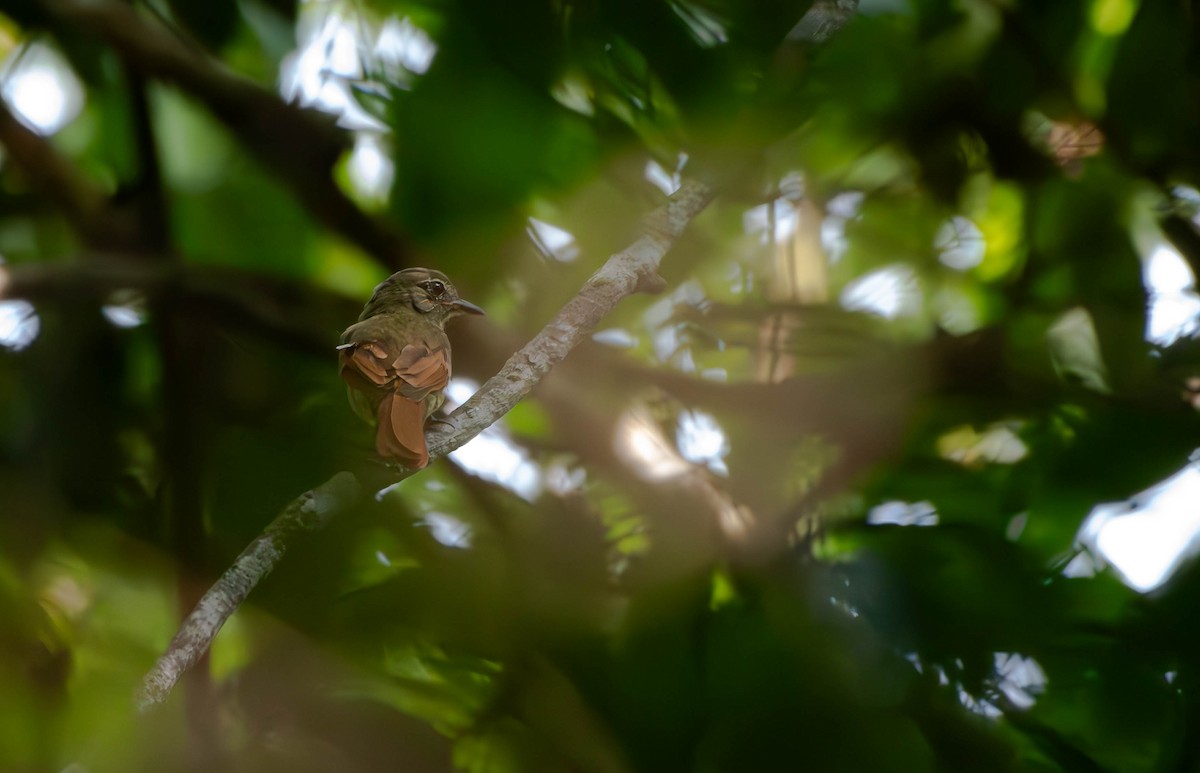 Rufous-tailed Flatbill - David Tripp Jr