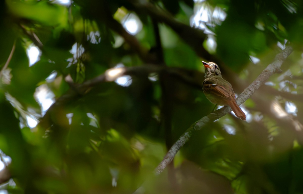 Rufous-tailed Flatbill - ML610125260