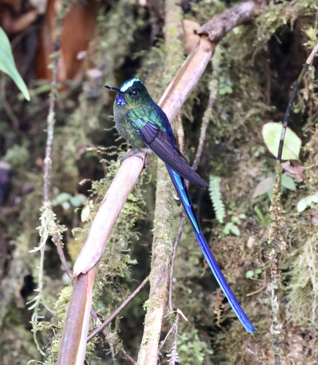 Violet-tailed Sylph - ML610125265