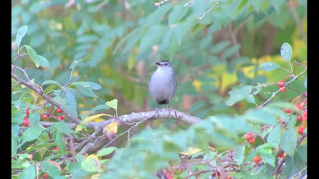 Gray Catbird - ML610125275