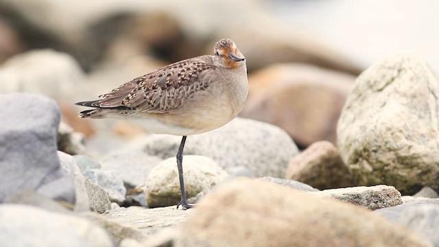 svartvingespove - ML610125278