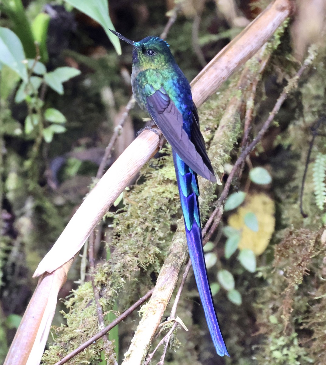 Violet-tailed Sylph - ML610125284