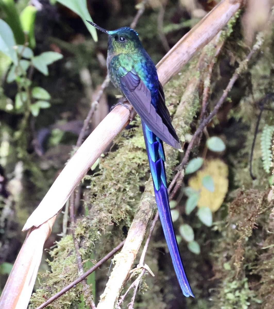 Violet-tailed Sylph - ML610125286