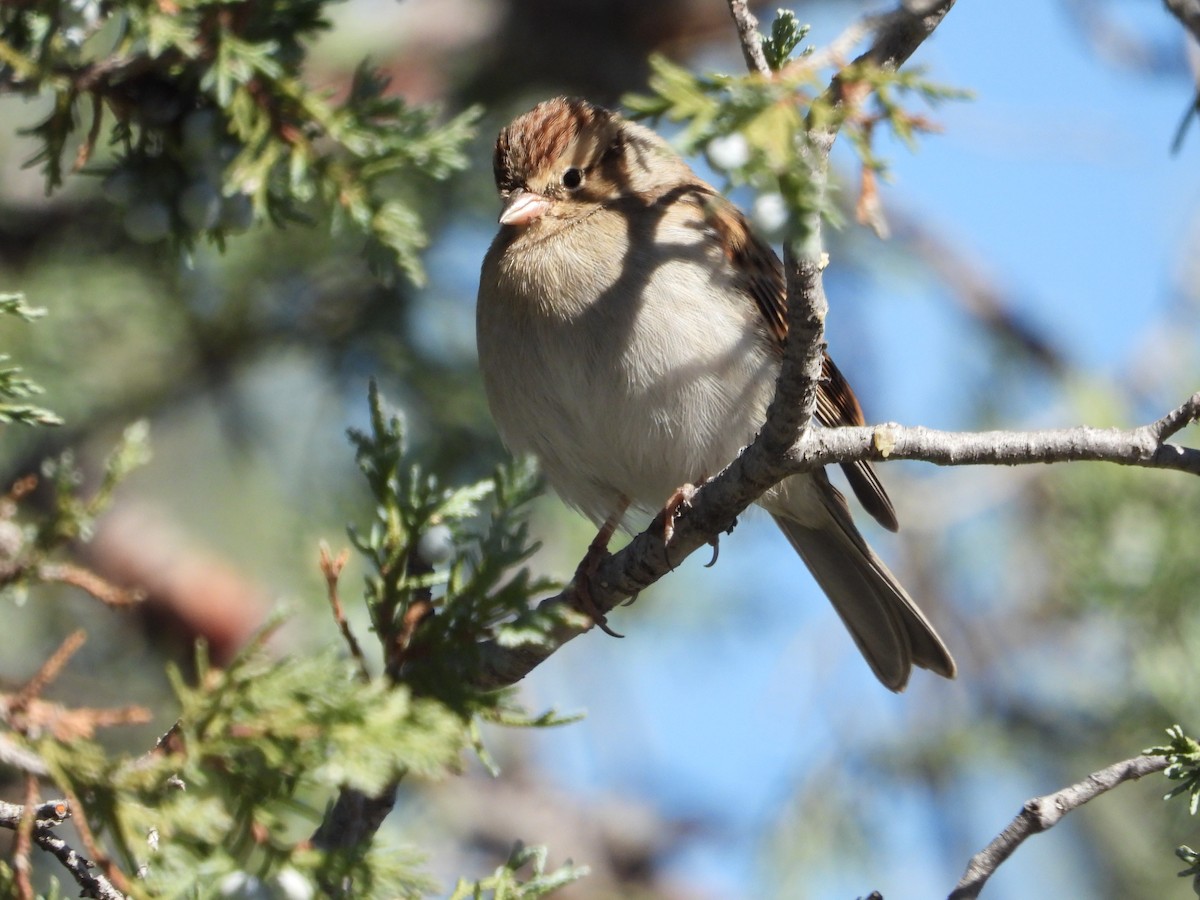 Chipping Sparrow - Jeff Percell