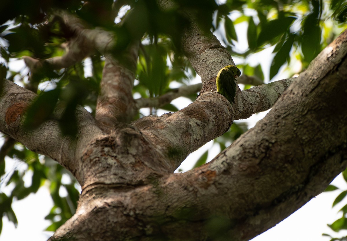 Dusky-billed Parrotlet - David Tripp Jr