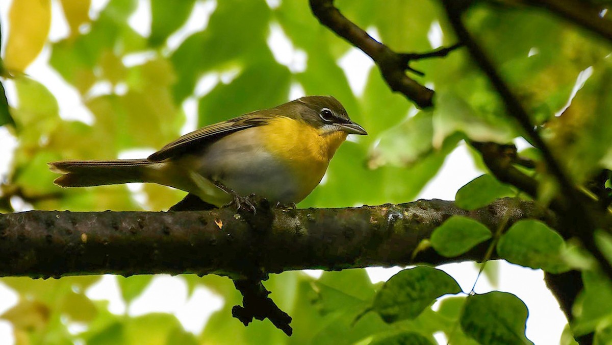 Yellow-breasted Chat - ML610125324