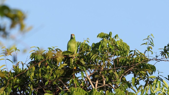 Amazone tavoua (festiva) - ML610125335