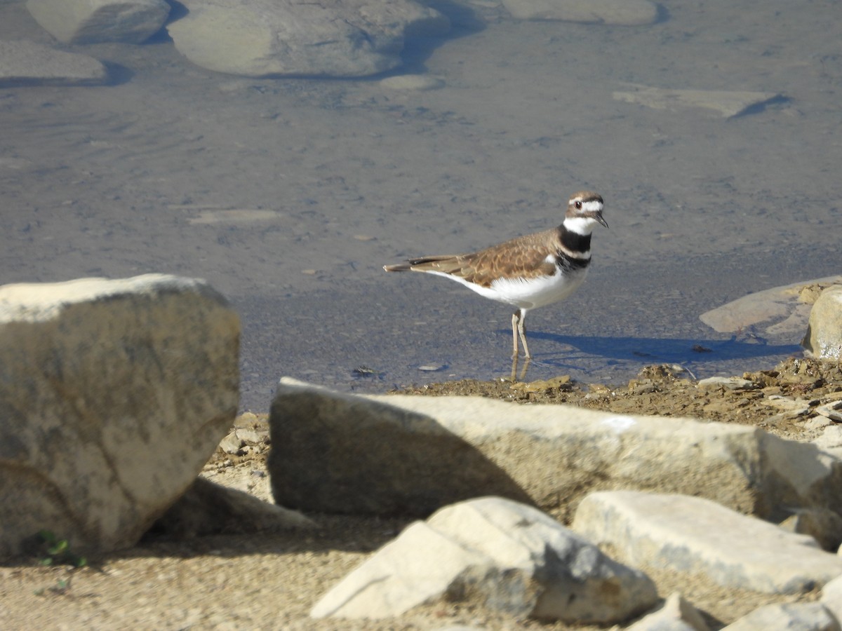 Killdeer - Marsha Walling