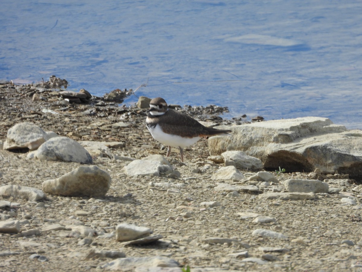 Killdeer - ML610125361