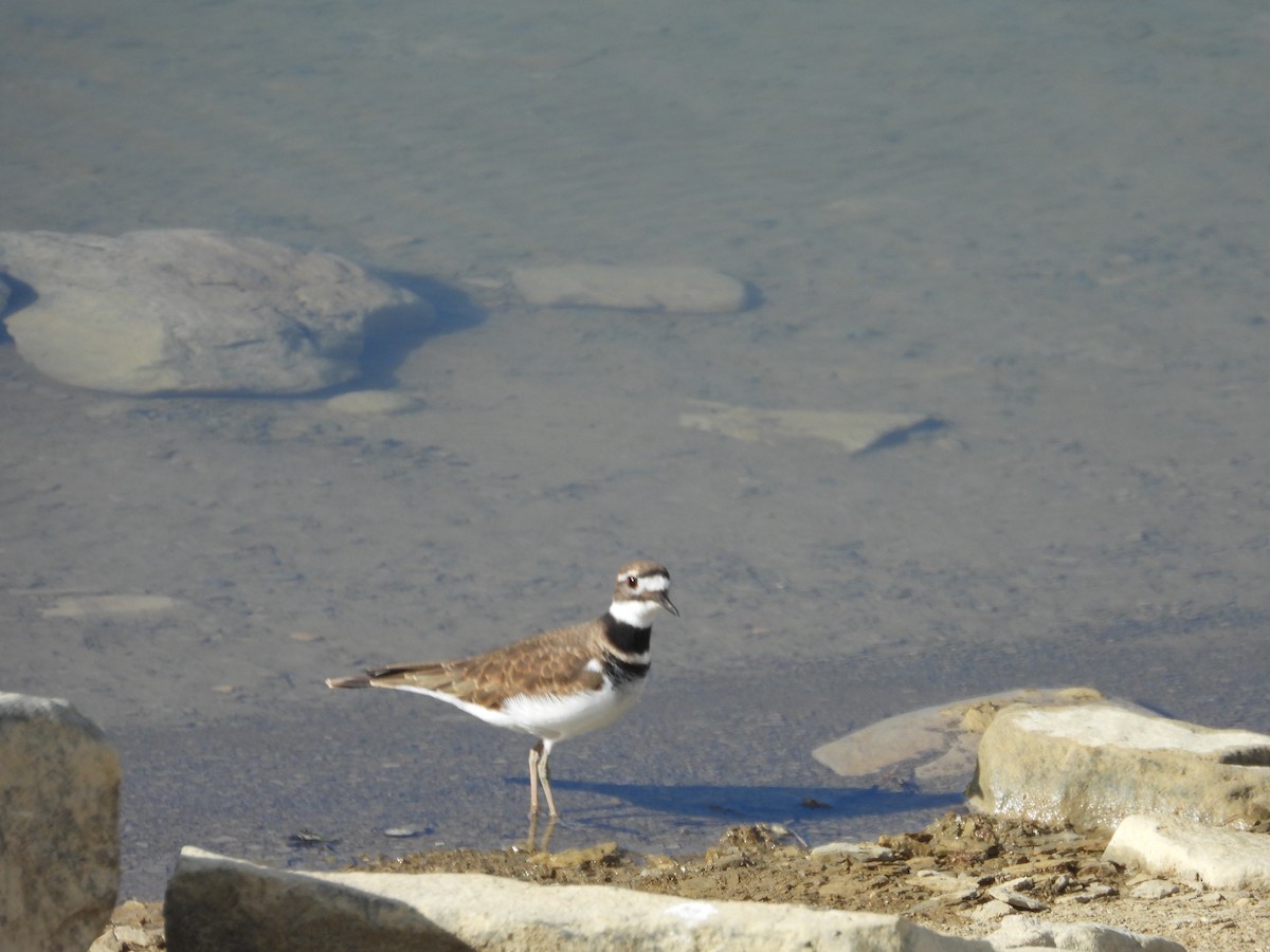 Killdeer - Marsha Walling