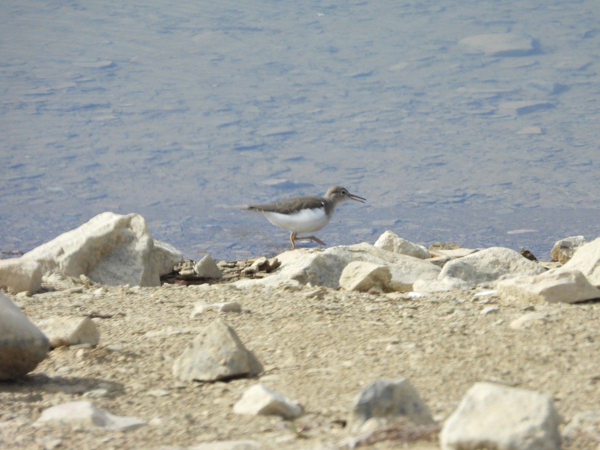 Spotted Sandpiper - ML610125452