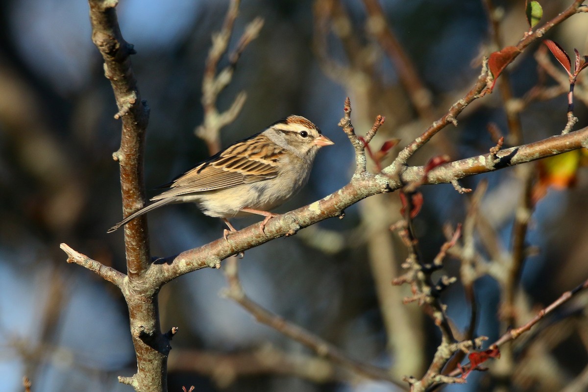 Chipping Sparrow - Devin Griffiths