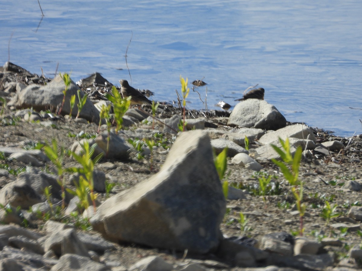 American Pipit - ML610125514