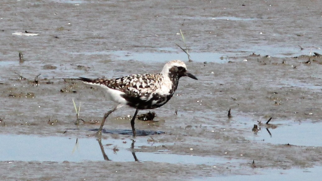 Black-bellied Plover - ML610125519