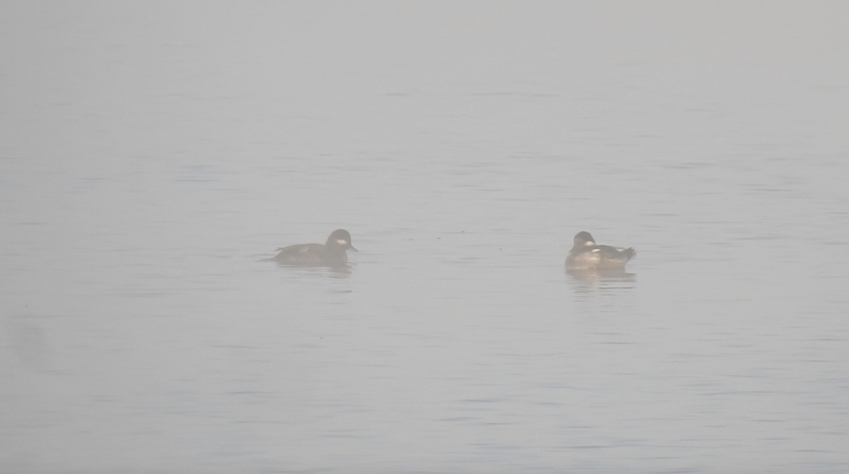 Bufflehead - ML610125536