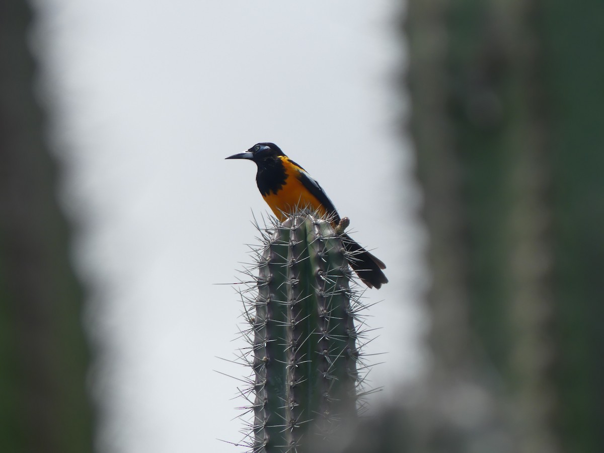 Venezuelan Troupial - ML610125539