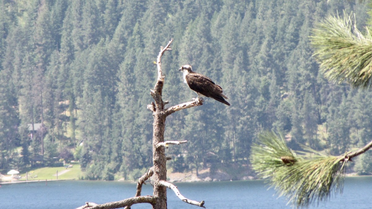 Osprey - ML610125547