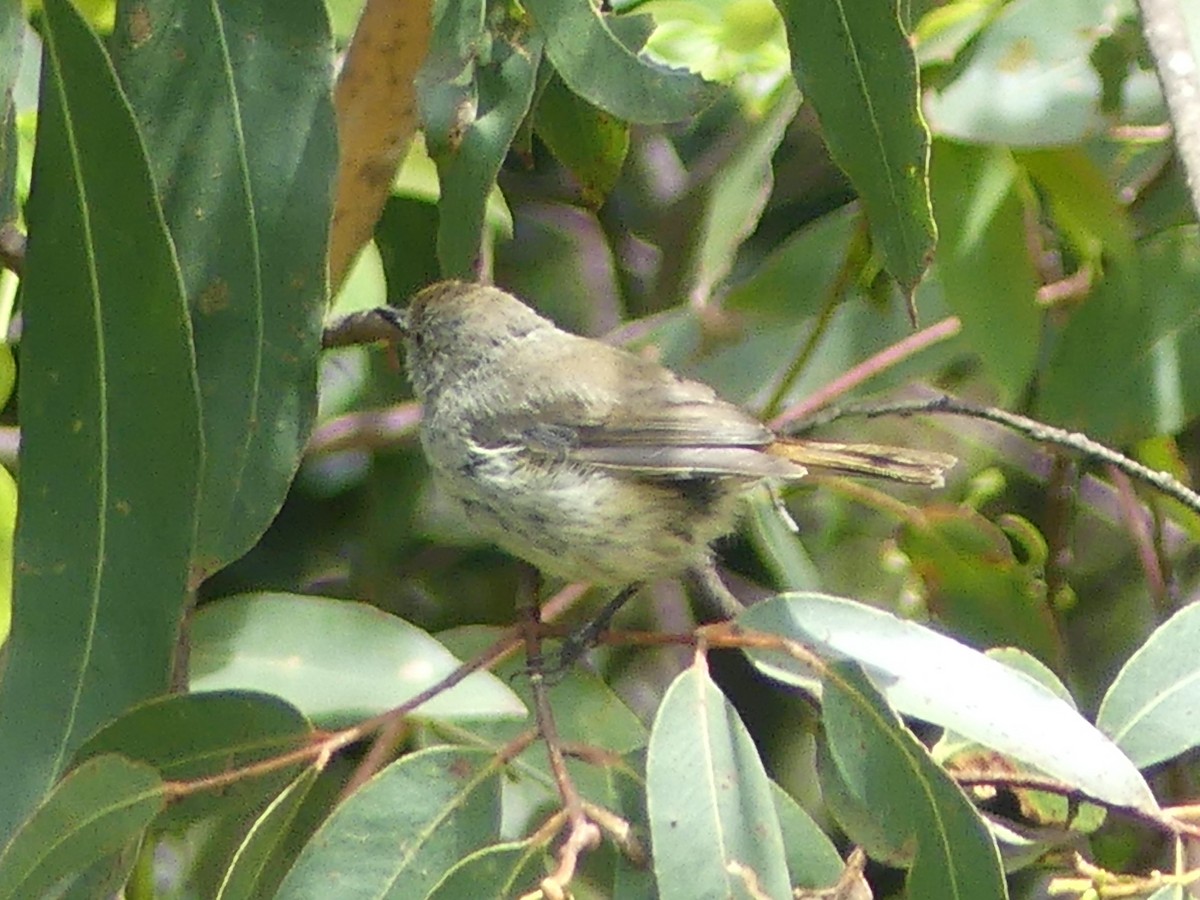 Tasmanian/Brown Thornbill - ML610125557